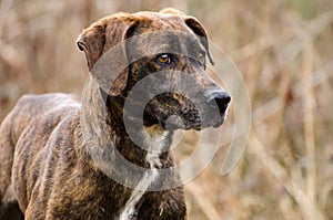 Plott Hound mixed breed dog photo