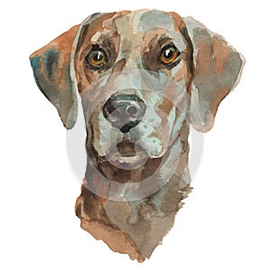 The plott hound watercolor hand painted dog portrait photo