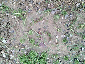 Plough,garlic field,mudd,flower,mudded field. photo