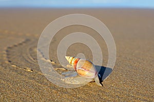 Plough snail on the beach photo