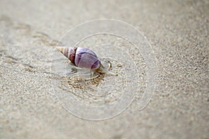 Plough Snail (Bullia digitalis)