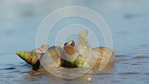 Plough snails, a species of sea snail, feeding on the beach, South Africa