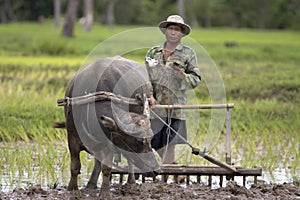 Plough with water buffalo