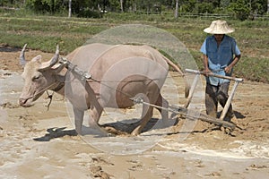 Plough with water buffalo