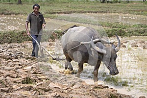 Plough with water buffalo