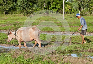 Plough with water buffalo, rice field Asia photo