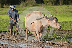 Plough with water buffalo, rice field Asia photo