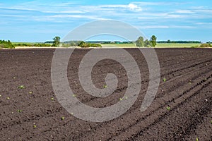 Ploughed arable land on the horizon, the forest and the sky