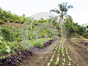 Ploughed farm land in Balamban, Cebu, Philippines
