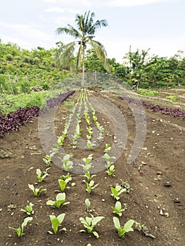Ploughed farm land in Balamban, Cebu, Philippines