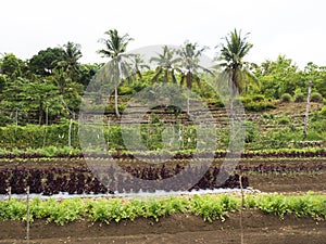 Ploughed farm land in Balamban, Cebu, Philippines