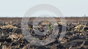 Ploughed farmland in extreme heat. Strong wind is blowing