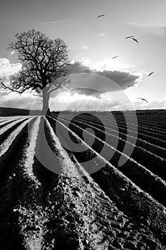 Ploughed field