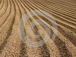 Ploughed field