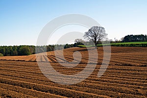 Ploughed field