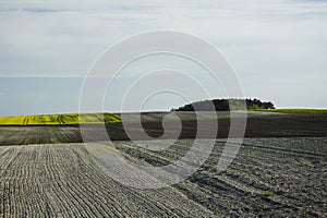 Ploughed field, rapeseed and coppice photo