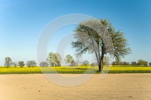 Ploughed field, rapeseed and large flowering fruit tree