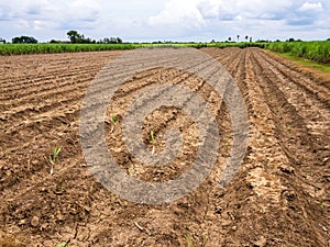 Ploughed field