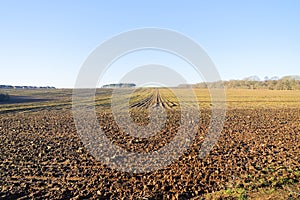 A ploughed field tinged with green under a blue winter sky