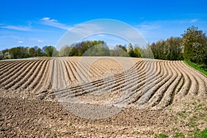 Furrows in spring, agrarian ploughed field with curved and straight lines under blue sky. photo