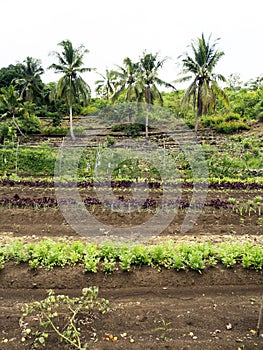 Ploughed farm land in Balamban, Cebu, Philippines