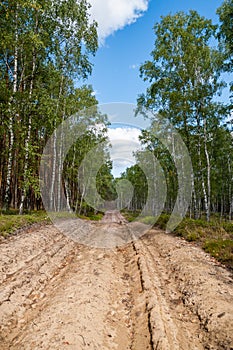 Ploughed-up dirt road in forest serving as an emergency route for authority services in case of fire. Firebreak.