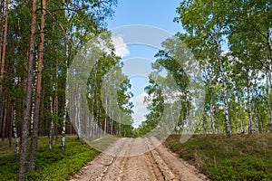 Ploughed-up dirt road in forest serving as an emergency route for authority services in case of fire. Poland. Europe.