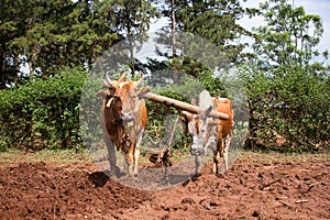 Ploughing a field