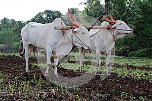 Ploughing of field by traditional method