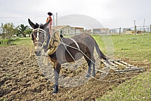 Ploughing the land in an old fashioned way