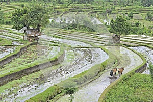 Ploughing rice fields