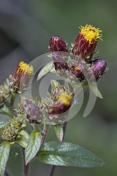Ploughman`s Spikenard