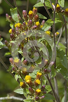 Ploughman`s Spikenard