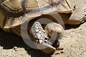 A Ploughshare Tortoise basking under the midday sun