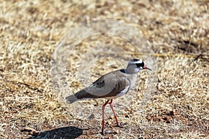 A plover in the african bush