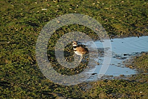 Killdeer Plover bird photo