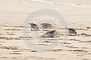 Plover birds on the beach. Little birds  the size of a sparrow feed on invertebrates in the surf line