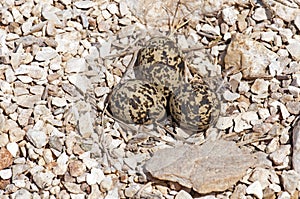 Plover camouflaged nest