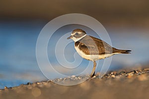 Plover in the faded sunlight