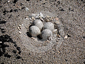 Piping Plover nest