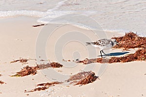 Plover seabird picking through red seaweed on tropical beach