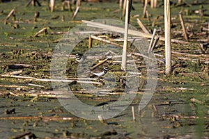 The  plover in the swamp in Wisconsin