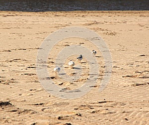 Plovers on the beach