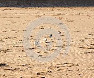 Plovers on the beach photo