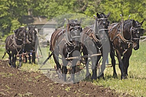 Plow Horses Team Plowing Farm Cornfield