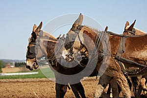 Plow Horses Working Hard