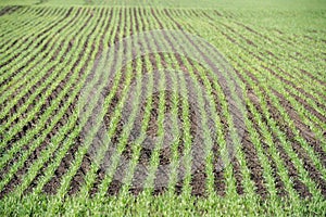 Plowed agricultural fields prepared for planting crops. Countryside landscape farmlands in spring. Environment friendly farming