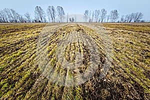 Plowed agriculture field with trees