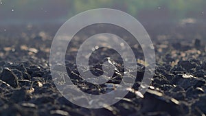 Plowed farmland of fertile black soil at sunset on warm autumn day