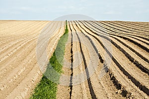 Plowed field